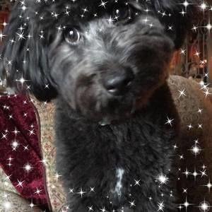 Meet your Posher, Paul